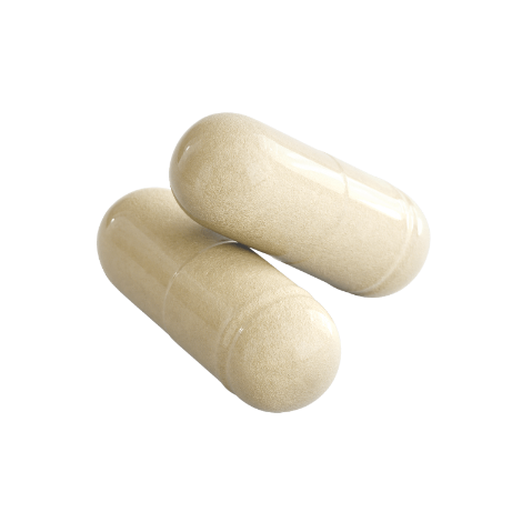 Gut